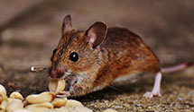 24 Hour & Emergency Exterminators in Kitts Hill, OH